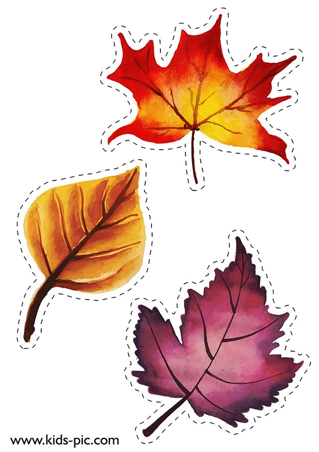Раскраска осенний кленовый лист, на тему осень для детей распечатать формат А4