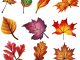 Шаблони Осіннього Листя Для Вирізання З Паперу Шаблоны осенних листьев для вырезания из бумаги