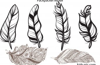 Bird Feather Coloring Pages