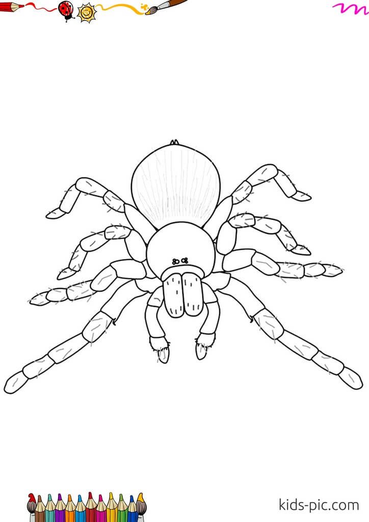 Раскраска паук на хэллоуин