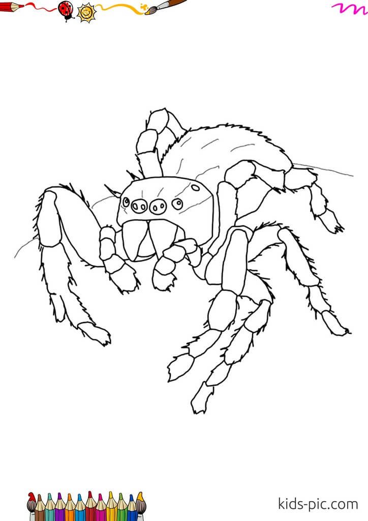 паук рисунок для детей